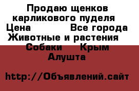 Продаю щенков карликового пуделя › Цена ­ 2 000 - Все города Животные и растения » Собаки   . Крым,Алушта